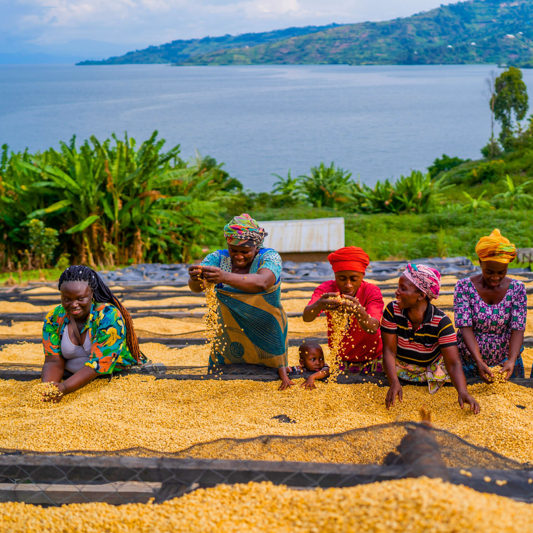 A group of women in Africa handling coffee beans drying in the sun 