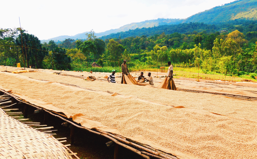 A family of coffee farmers drying out raw coffee beans in the sun