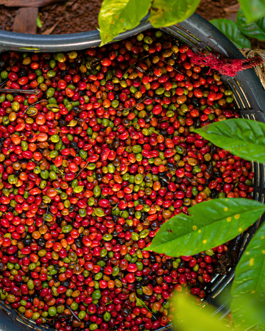 Freshly picked raw coffee beans 