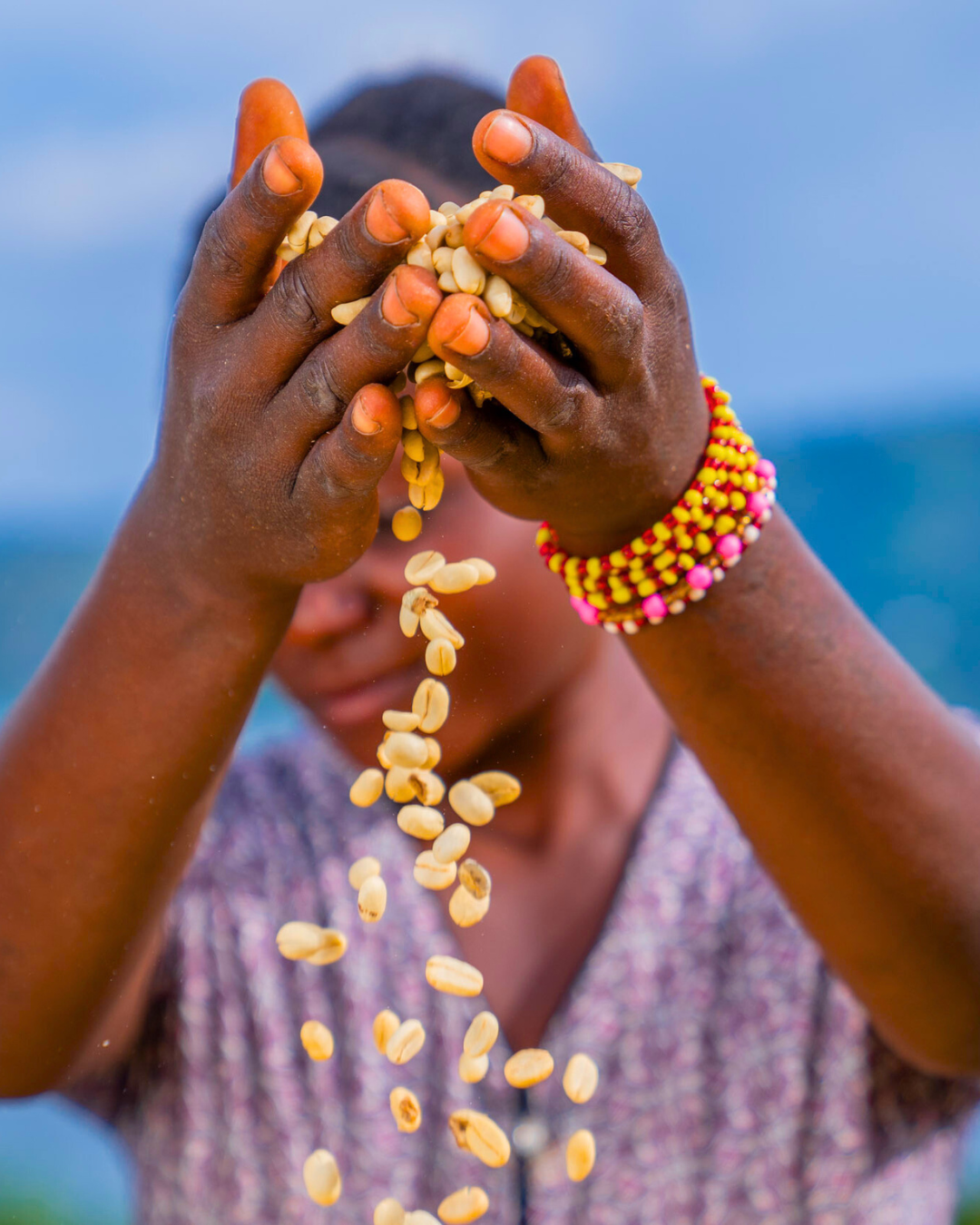 African lady holding green coffee beans 