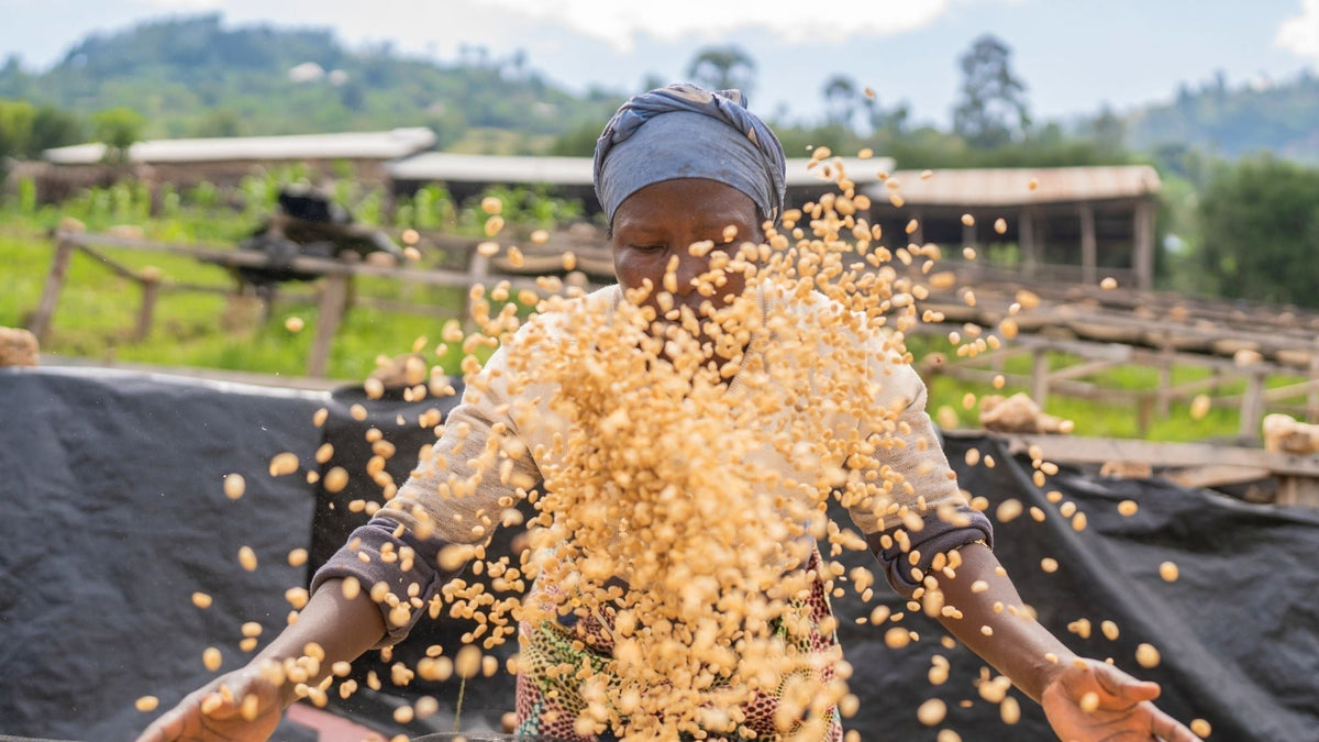 A woman who is a coffee farmer throwing coffee beans up in the air by the coffee washing station