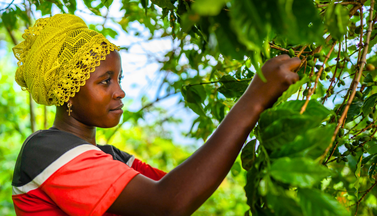 A young African woman picking coffee beans from a tree
